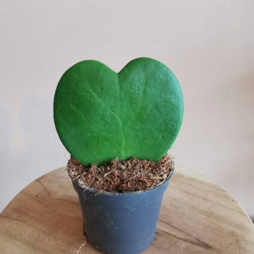 Hoya Kerrii (1 blad)