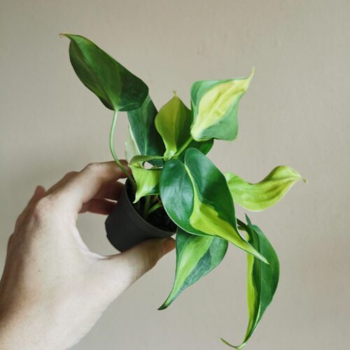 Philodendron Brasil (mini)