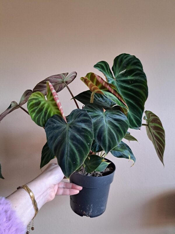 Philodendron Verrucosum - Afbeelding 2