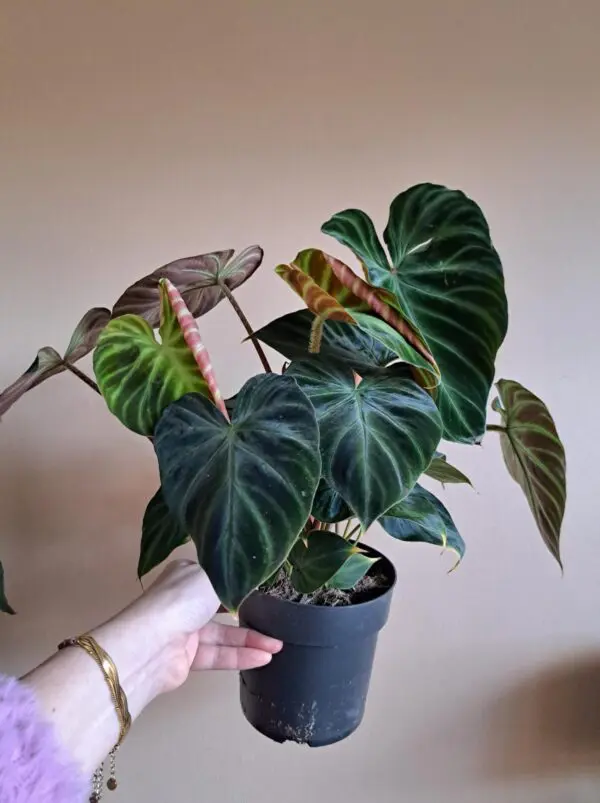 Philodendron Verrucosum - Afbeelding 2