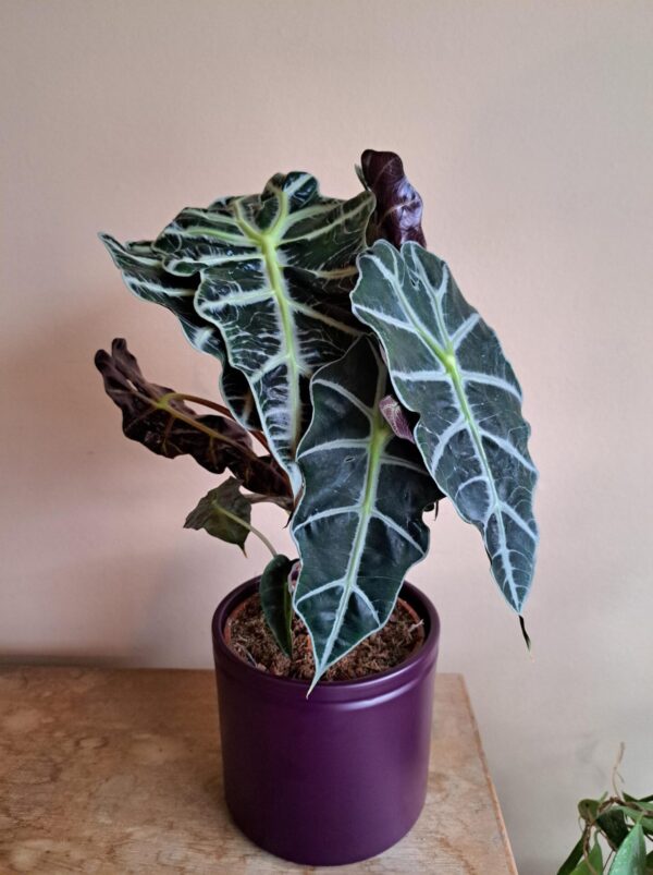 Alocasia Polly P17cm