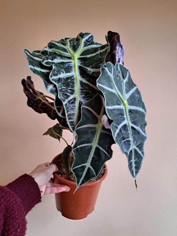 Alocasia Polly P17cm - Afbeelding 2