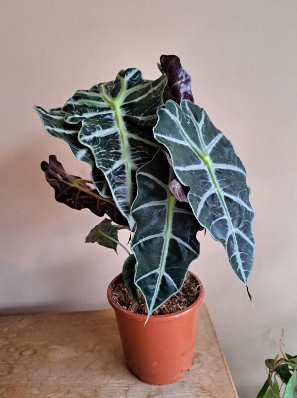 Alocasia Polly P17cm - Afbeelding 3