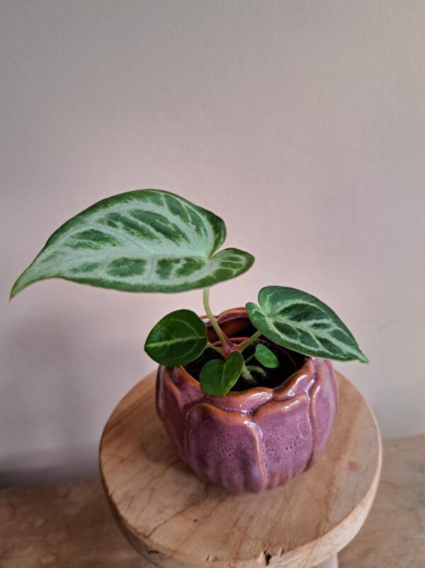 Anthurium Silver Blush mini