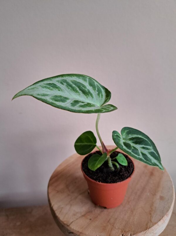 Anthurium Silver Blush mini - Afbeelding 3