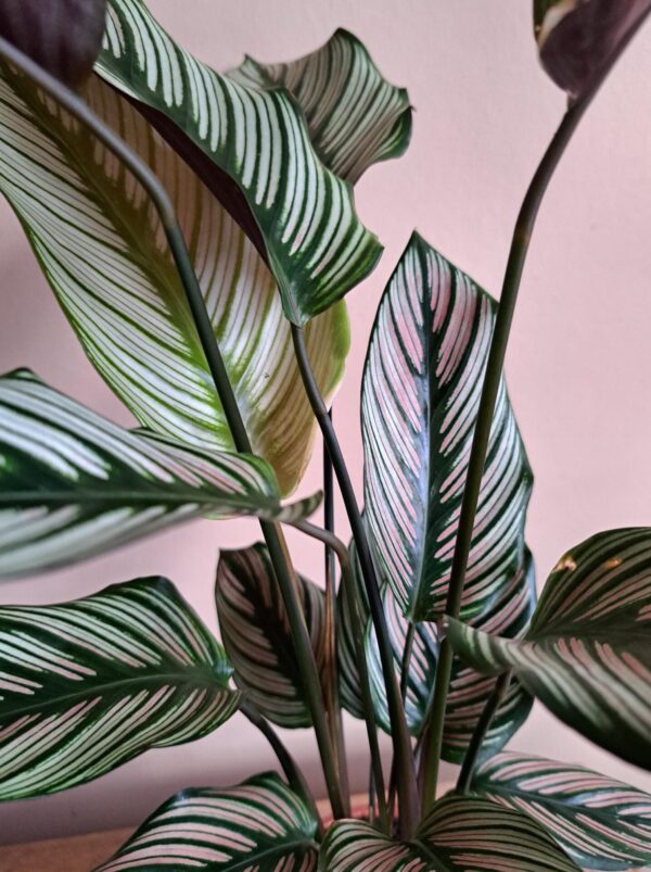 Calathea Whitestar - Afbeelding 2