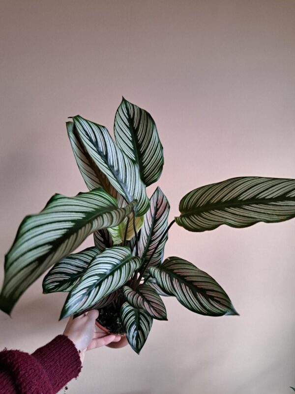 Calathea Whitestar