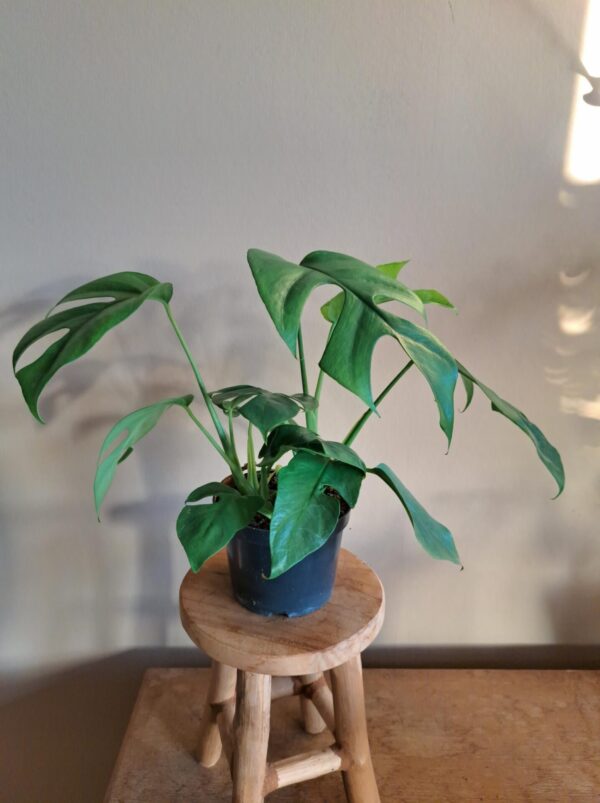 Monstera Minima - Afbeelding 2