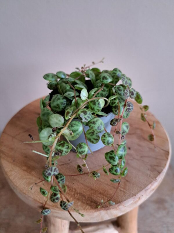 Peperomia Prostrata mini