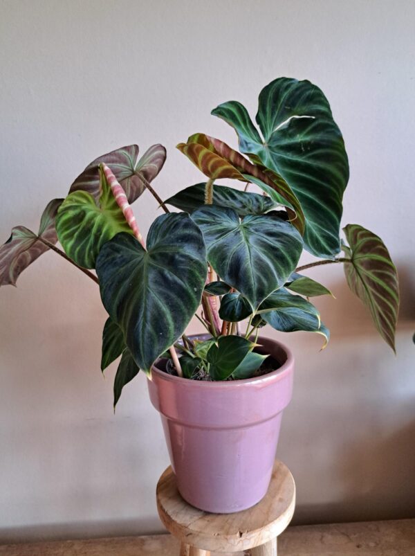 Philodendron Verrucosum