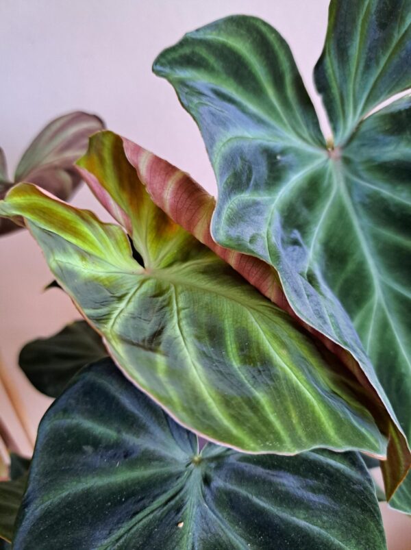 Philodendron Verrucosum - Afbeelding 3