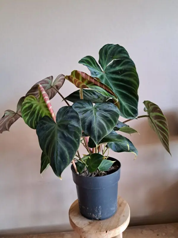 Philodendron Verrucosum - Afbeelding 4