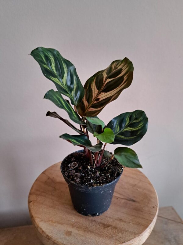 Calathea Makoyana mini - Afbeelding 2