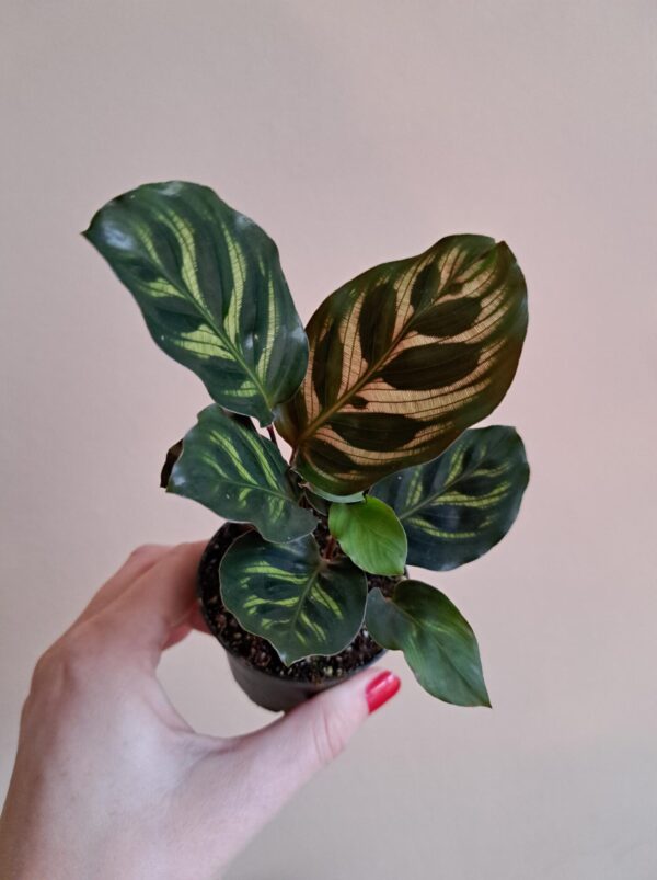 Calathea Makoyana mini