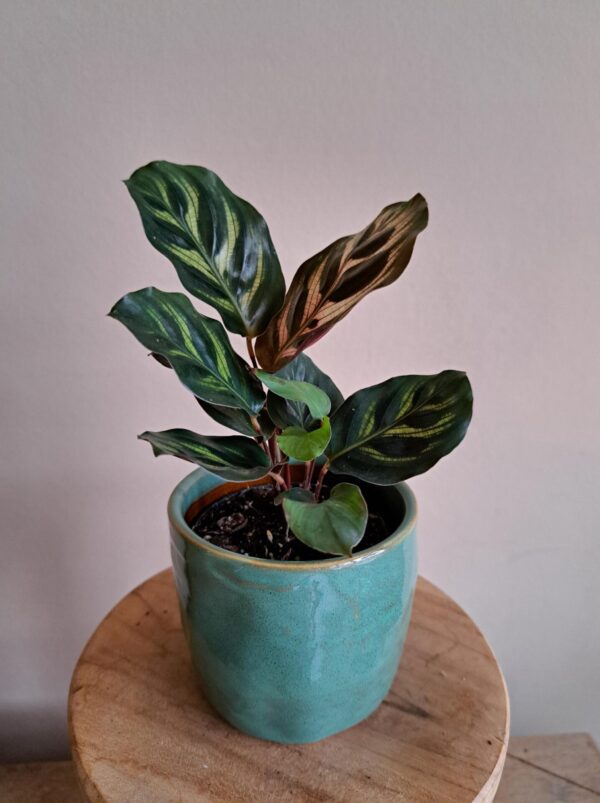 Calathea Makoyana mini - Afbeelding 3