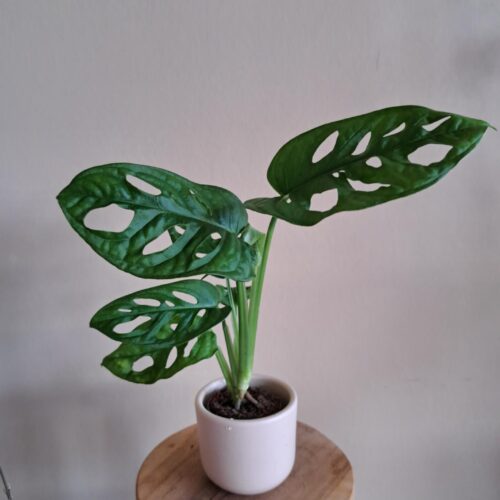 Monstera Adansonii