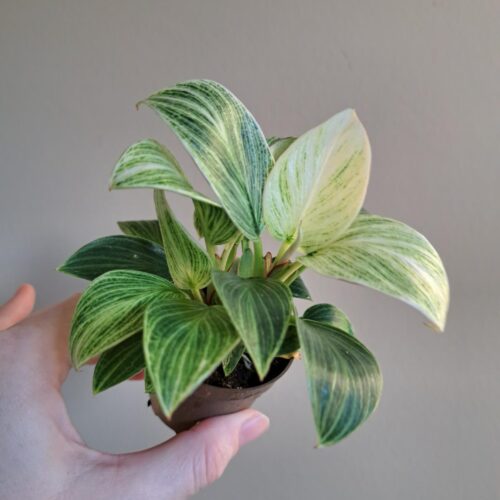 Philodendron Birkin (mini)