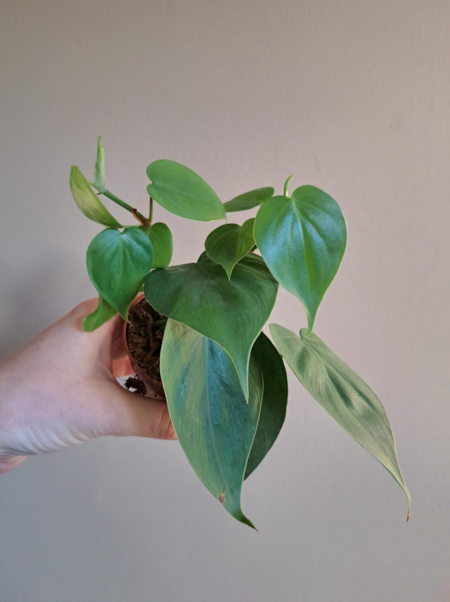 Philodendron Scandens - Afbeelding 2