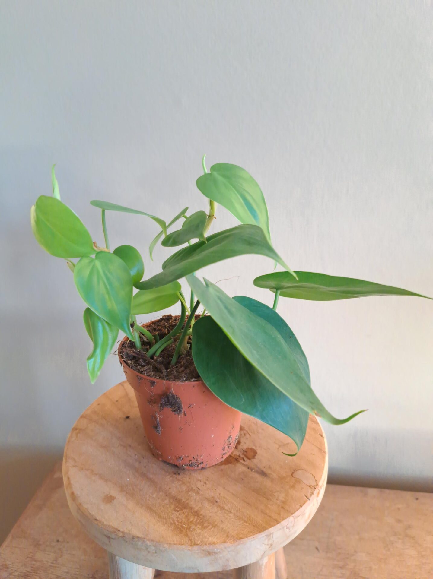 Philodendron Scandens - Afbeelding 3