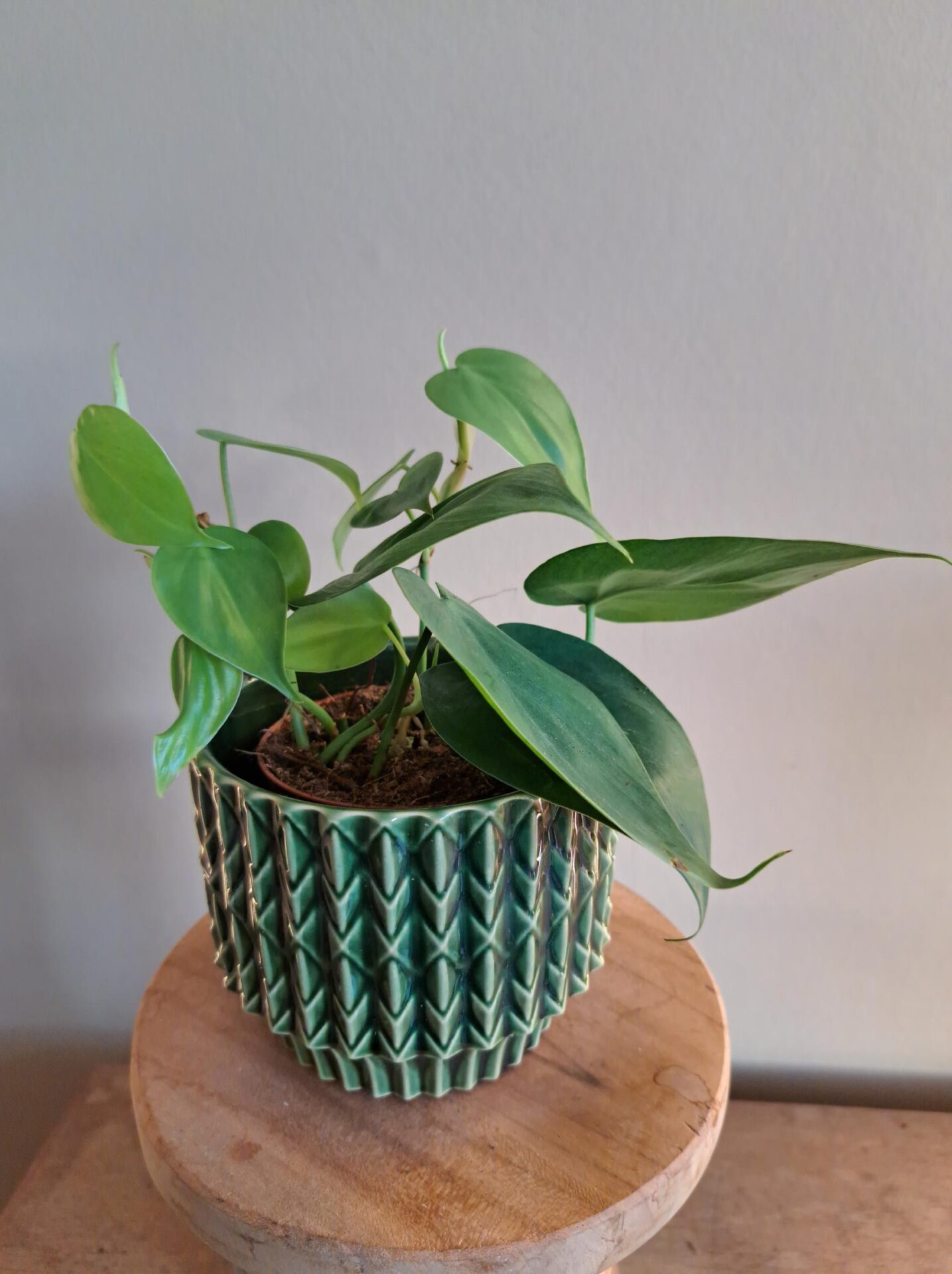 Philodendron Scandens