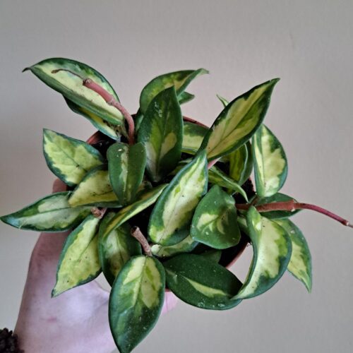 Hoya Carnosa Tricolor