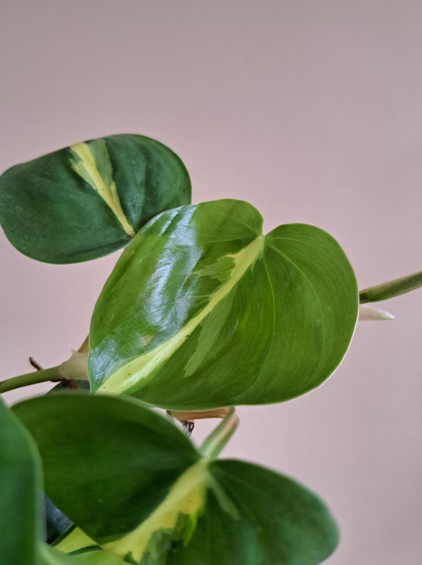 Philodendron Brasil - Afbeelding 2