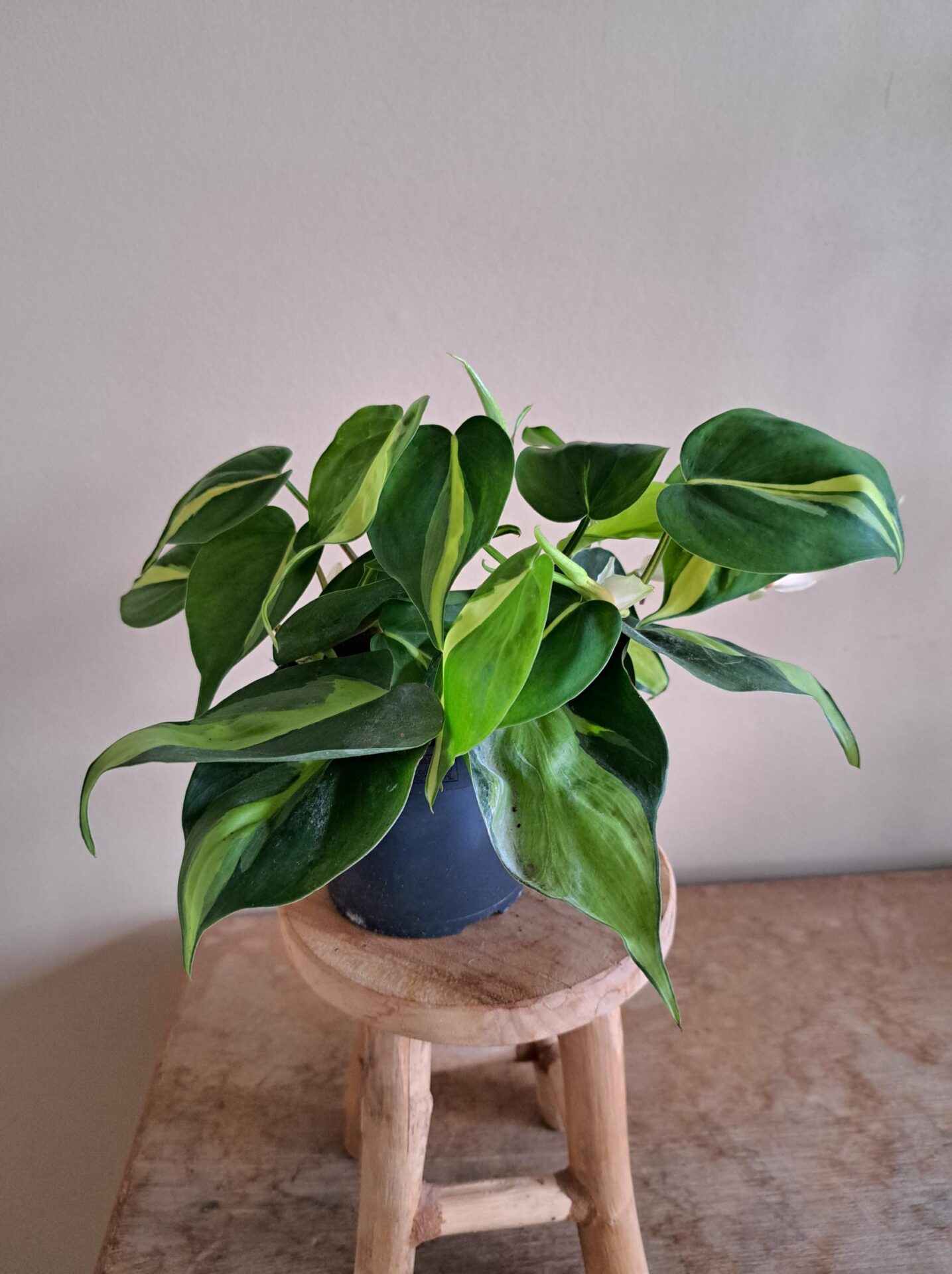 Philodendron Brasil - Afbeelding 3