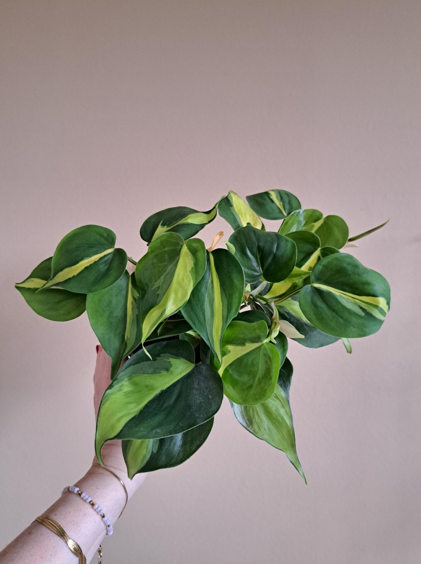Philodendron Brasil