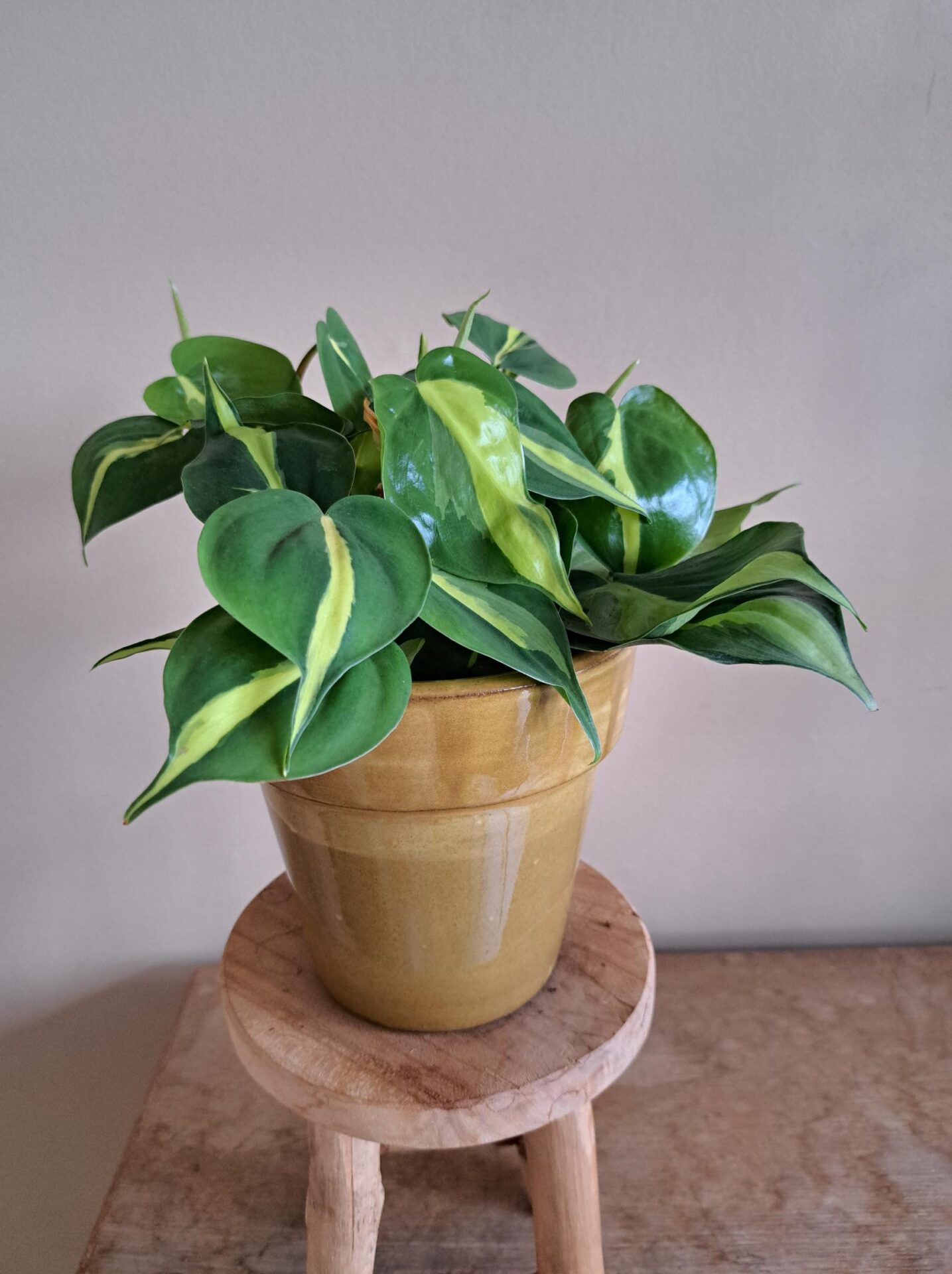 Philodendron Brasil - Afbeelding 4