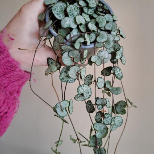 Chinees Lantaarnplantje / Ceropegia Woodii